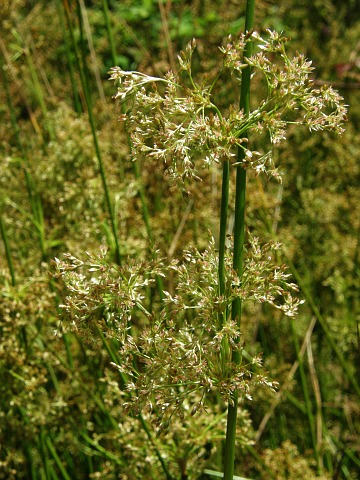 Juncus effusus