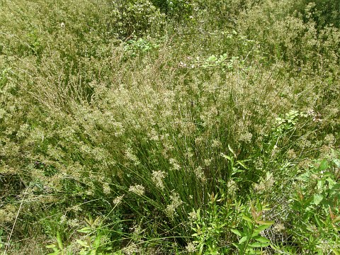 Juncus effusus