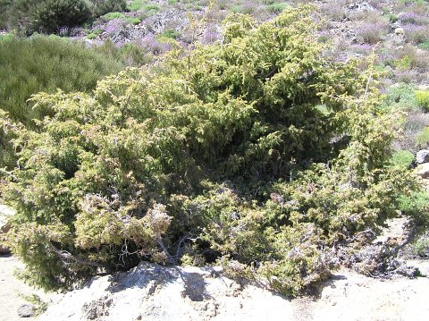 Juniperus cedrus