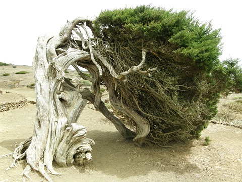 Juniperus canariensis