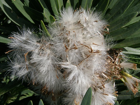 Frutos de Kleinia neriifolia