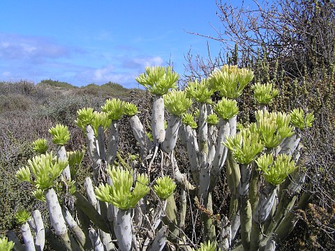 Kleinia neriifolia