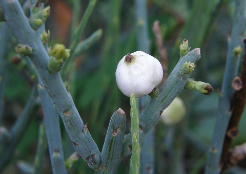 Kunkeliella retamoides