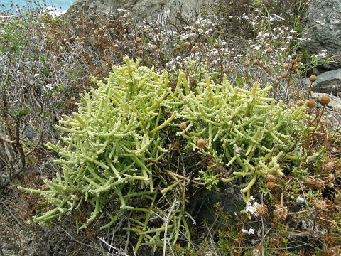 Kunkeliella subsucculenta