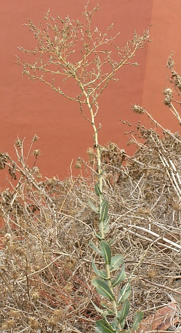 Lactuca serriola