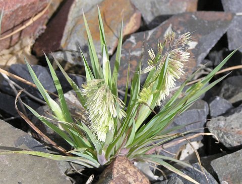 Lamarckia aurea