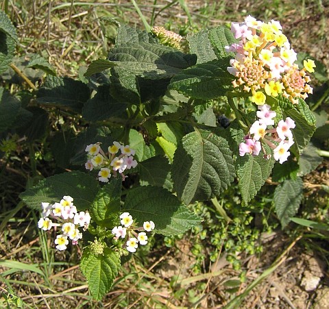 Lantana camara