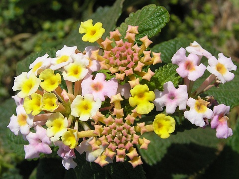 Flores de Lantana camara