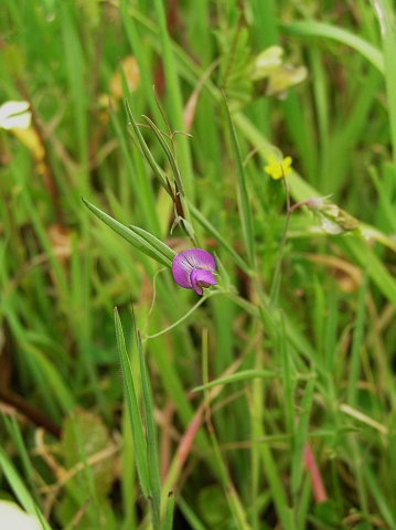 Lathyrus angulatus