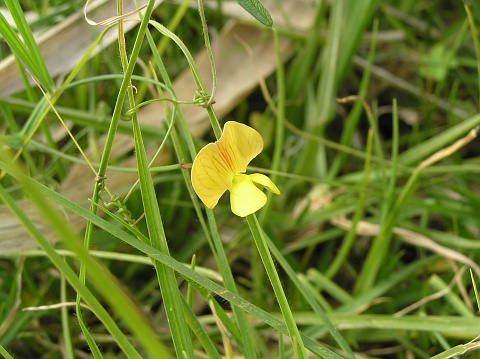 Lathyrus annuus