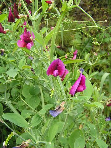 Lathyrus tingitanus