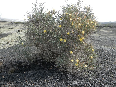 Launaea arborescens