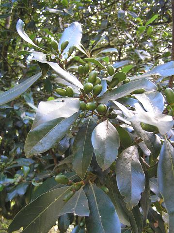 Laurus
          novocanariensis