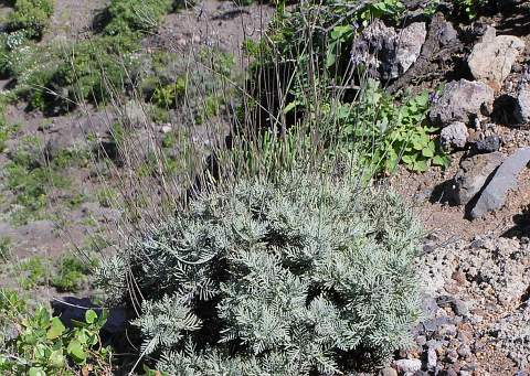 Lavandula buchii