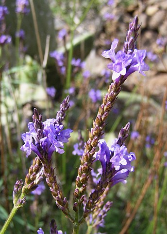 Lavandula canariensis