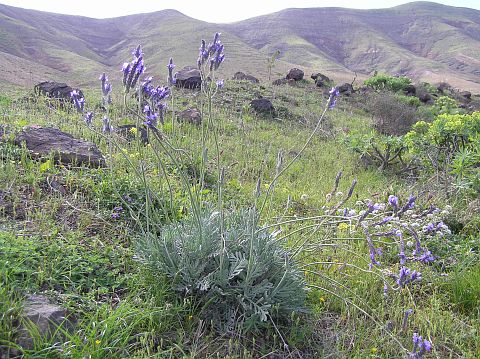 Lavandula pinnata