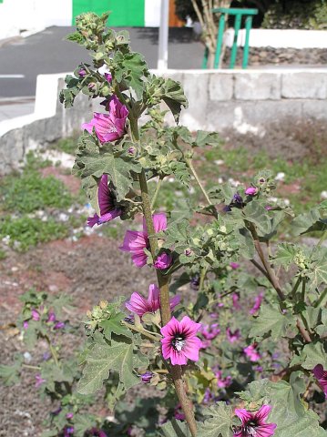 Malva arborea