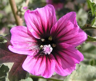 Malva arborea