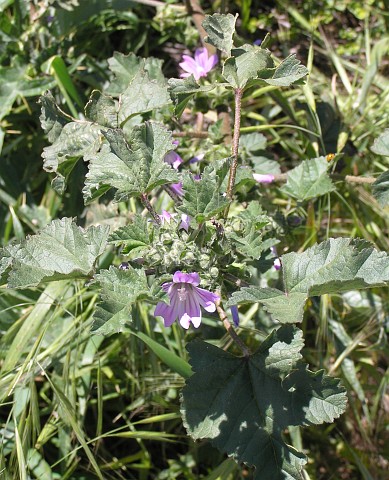 Malva multiflora