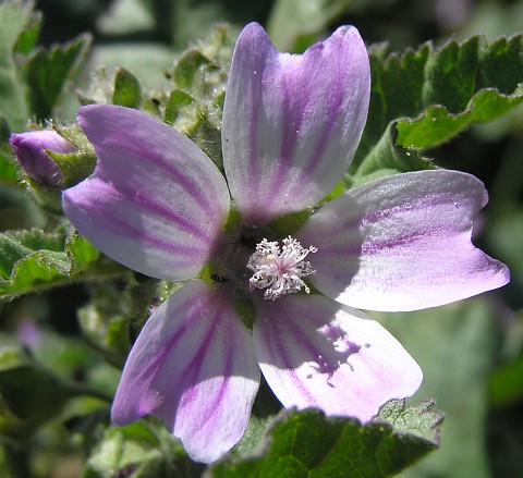 Flor de Malva multiflora