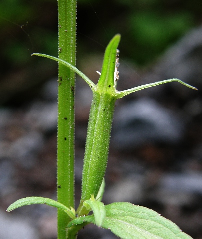 Legousia falcata ssp.castellana