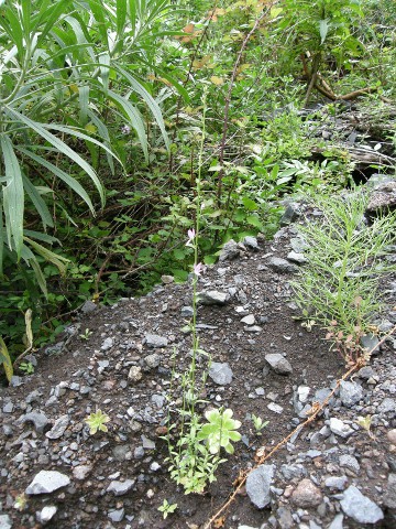 Legousia falcata
          ssp.castellana