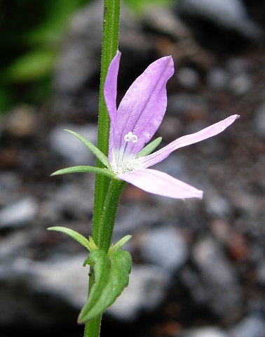 Legousia falcata
          ssp.castellana