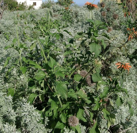 Leonotis nepetifolia