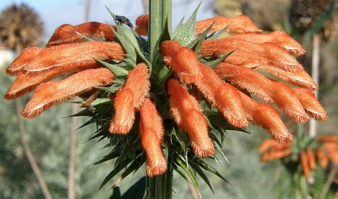 Leonotis nepetifolia