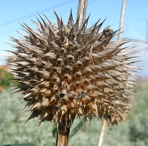 Leonotis nepetifolia