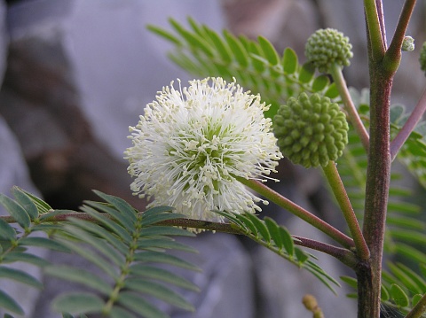 Acacia leucocephala