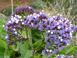 Limonium arboreum