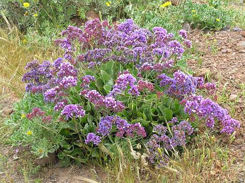 Limonium bourgeaui