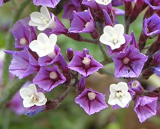 Limonium bourgeaui