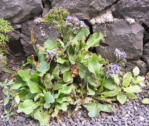 Limonium frutescens