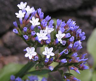 Limonium frutescens