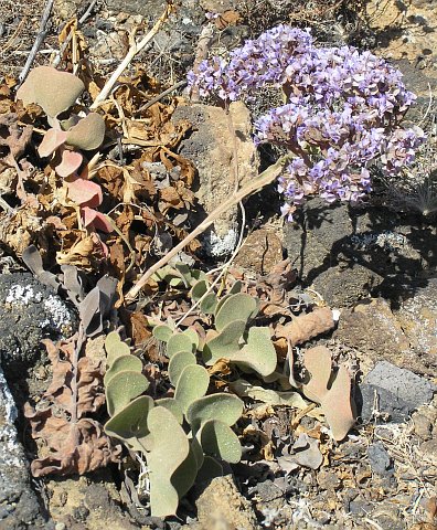 Limonium imbricatum