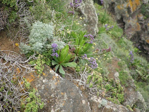 Limonium
          macrophyllum