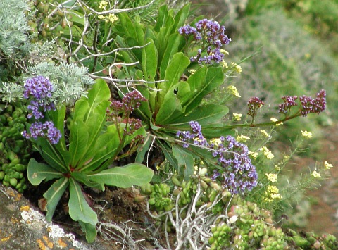 Limonium
          macrophyllum