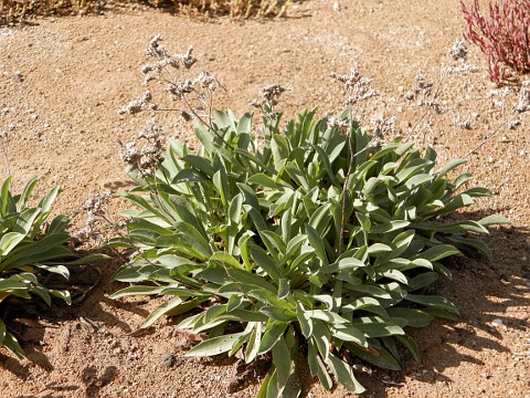 Limonium
            bollei