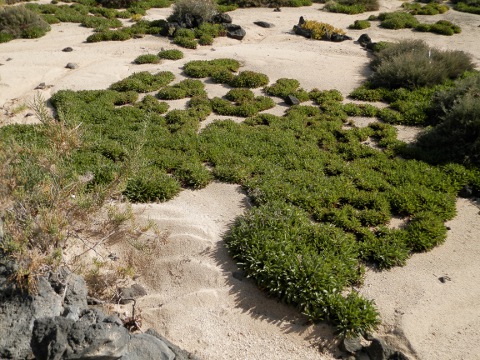 Limonium bollei