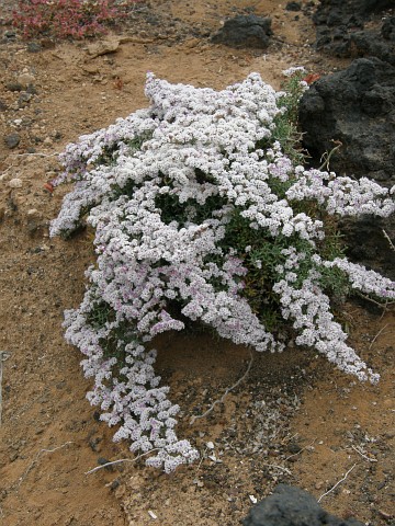 Limonium
          papillatum