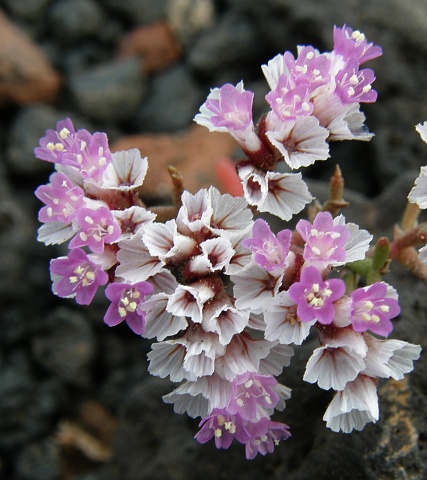 Limonium
          papillatum