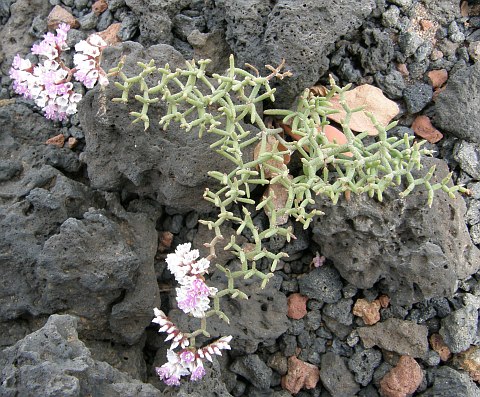 Limonium
          papillatum