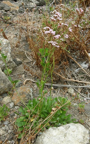 Limonium
          pectinatum var. corculum