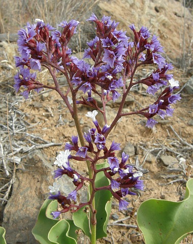 Limonium preauxii