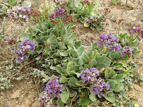 Limonium
          puberulum