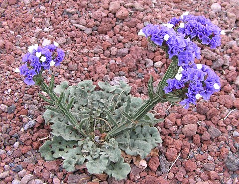 Limonium sinuatum