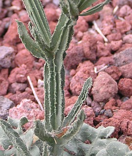 Limonium
          sinuatum