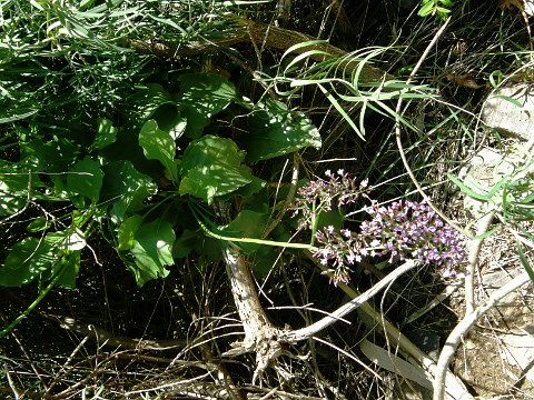 Limonium sventenii